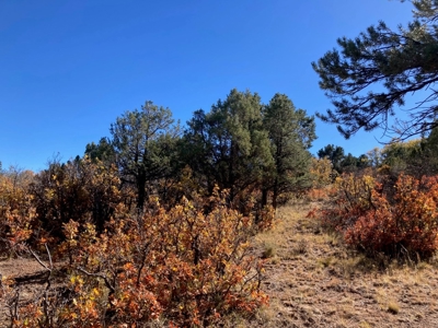 Big Mountain Views Lot for Sale in Ridgway Colorado - image 14