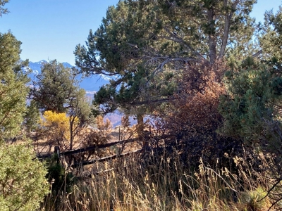 Big Mountain Views Lot for Sale in Ridgway Colorado - image 15