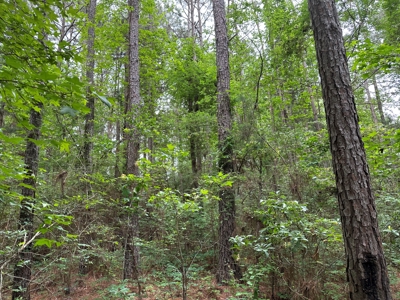East Texas Recreational Land For Sale - image 9