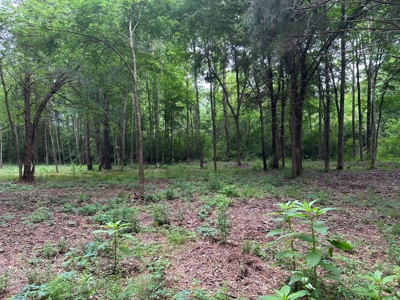 East Texas Recreational Land For Sale - image 11