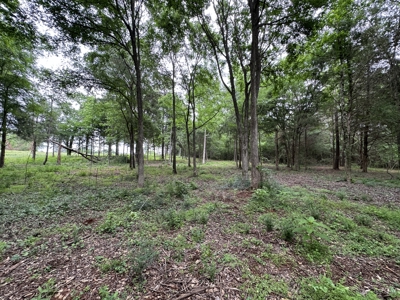 East Texas Recreational Land For Sale - image 4