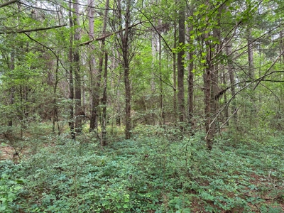 East Texas Recreational Land For Sale - image 13