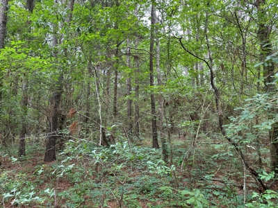 East Texas Recreational Land For Sale - image 15