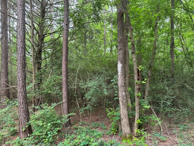 East Texas Recreational Land For Sale - image 16