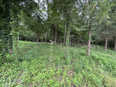 East Texas Recreational Land For Sale - image 2