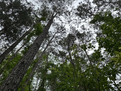 East Texas Recreational Land For Sale - image 5