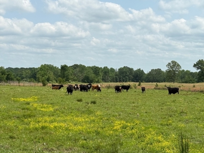 Cow Pasture For Sale in De Kalb Texas - image 9