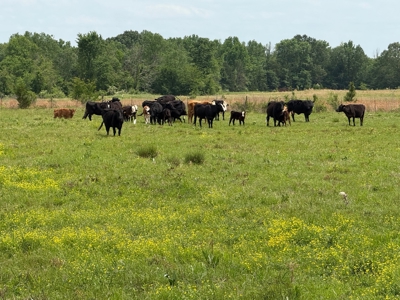 Cow Pasture For Sale in De Kalb Texas - image 7
