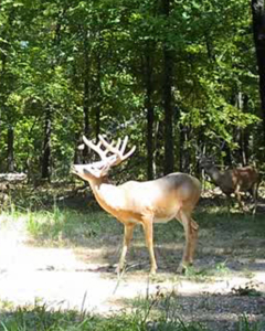 Hunting Land For Sale in Mayes County, Oklahoma - image 22