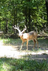 Hunting Land For Sale in Mayes County, Oklahoma - image 28