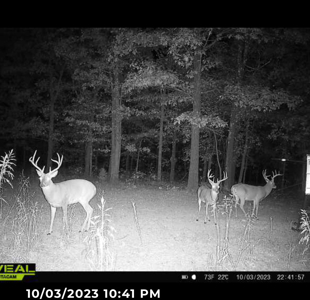 Hunting Land For Sale in Mayes County, Oklahoma - image 23