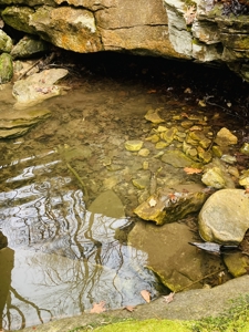 Land For Sale In The Arkansas Ozark Mountains - image 6