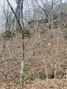 Land For Sale In The Arkansas Ozark Mountains - image 12