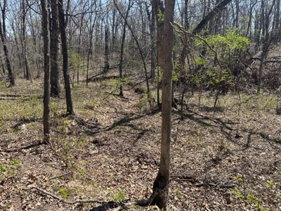 20 (m/l) densely wooded acres near Iconium in St Clair County - image 17