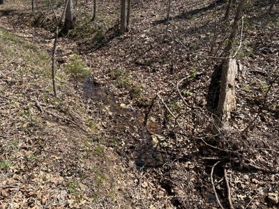 20 (m/l) densely wooded acres near Iconium in St Clair County - image 16