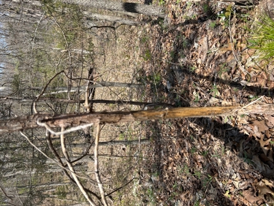 20 (m/l) densely wooded acres near Iconium in St Clair County - image 14