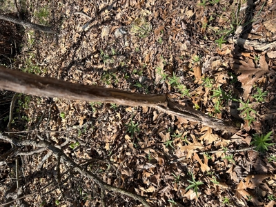 20 (m/l) densely wooded acres near Iconium in St Clair County - image 10