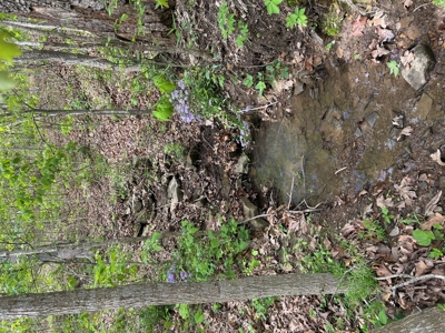 20 (m/l) densely wooded acres near Iconium in St Clair County - image 18