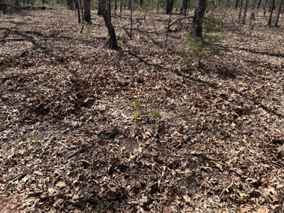 20 (m/l) densely wooded acres near Iconium in St Clair County - image 8