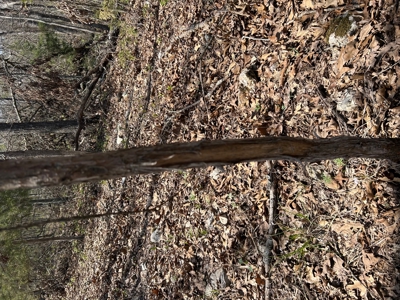 20 (m/l) densely wooded acres near Iconium in St Clair County - image 13