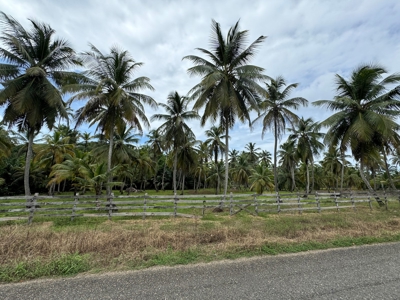 2HAS oceanfront land in Palenque, Colon - image 6