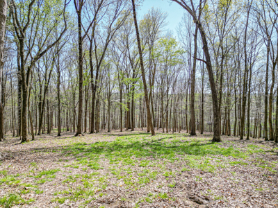 Prime 83.46 Acres in the heart of Centerville, Tennessee - image 11