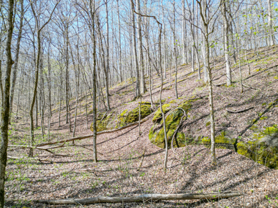 Prime 83.46 Acres in the heart of Centerville, Tennessee - image 21