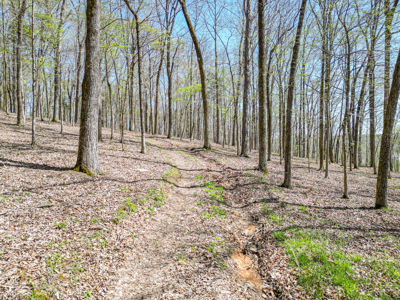 Prime 83.46 Acres in the heart of Centerville, Tennessee - image 4