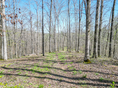 Prime 83.46 Acres in the heart of Centerville, Tennessee - image 26