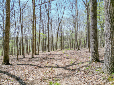 Prime 83.46 Acres in the heart of Centerville, Tennessee - image 8