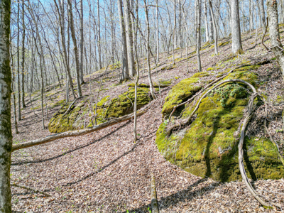 Prime 83.46 Acres in the heart of Centerville, Tennessee - image 22