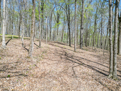Prime 83.46 Acres in the heart of Centerville, Tennessee - image 7
