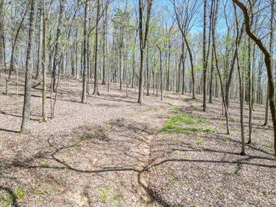 Prime 83.46 Acres in the heart of Centerville, Tennessee - image 3