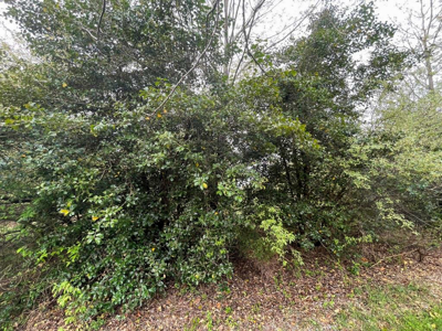 12 Acres For Sale In Wytheville VA – The Perfect Homesite Awaits - image 7