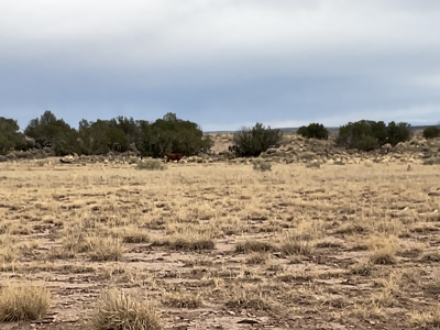 Ranchland for Sale in Northeastern Arizona borders Public Land - image 4