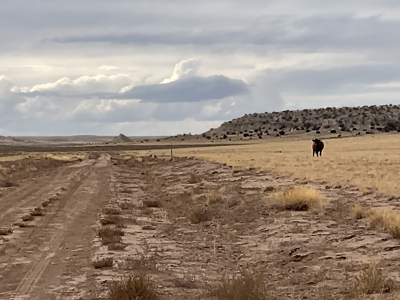 Northeastern Arizona Large Acreage for Sale - image 5