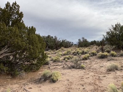 Northeastern Arizona Large Acreage for Sale - image 1