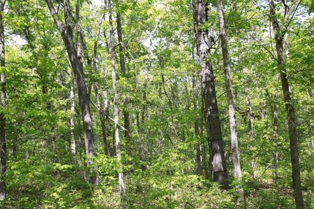 Land For Sale Near Truman Lake - image 15