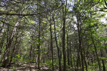 Land For Sale Near Truman Lake - image 21