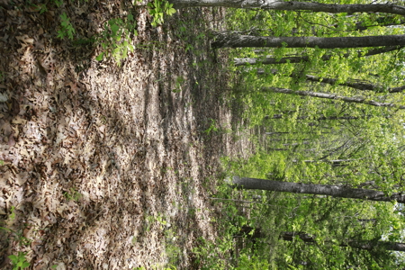 Land For Sale Near Truman Lake - image 16