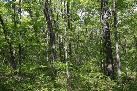 Land For Sale Near Truman Lake - image 17