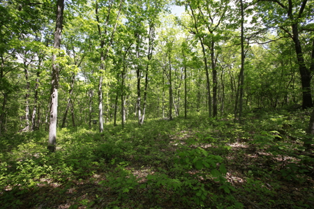 Land For Sale Near Truman Lake - image 20