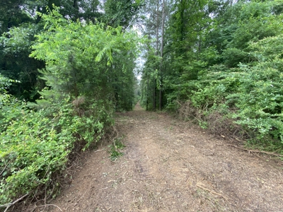 Large Timber Tract in Ore City, Texas - image 24