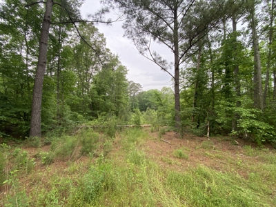 Large Timber Tract in Ore City, Texas - image 20