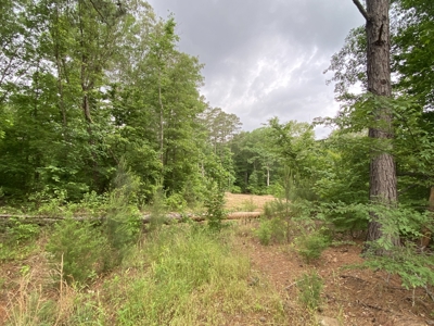 Large Timber Tract in Ore City, Texas - image 14