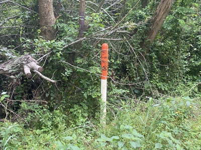Large Timber Tract in Ore City, Texas - image 18