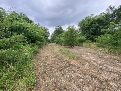 Large Timber Tract in Ore City, Texas - image 21