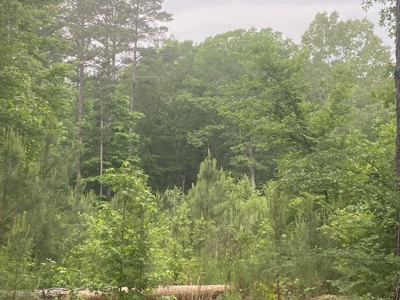 Large Timber Tract in Ore City, Texas - image 8