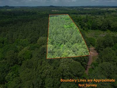 Large Timber Tract in Ore City, Texas - image 3