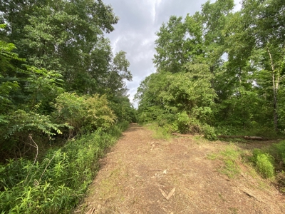 Large Timber Tract in Ore City, Texas - image 22